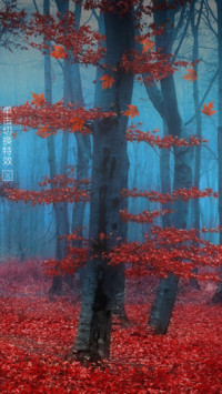 红叶林