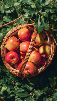 Apple Still Life Photography