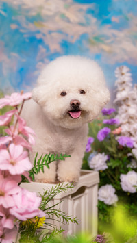 Bichon frises in the sea of flowers