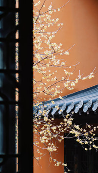 Linggu Temple's腊梅花 in snow fragrance