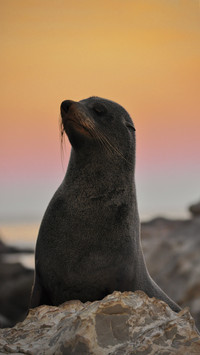 Lovey Seal in Sunset