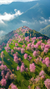 The most worthwhile place to visit in yunnan in winter