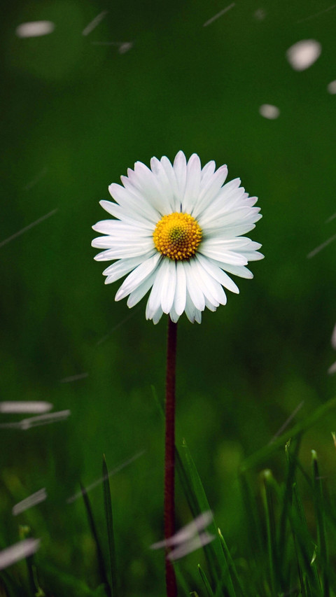Fresh Daisy preview