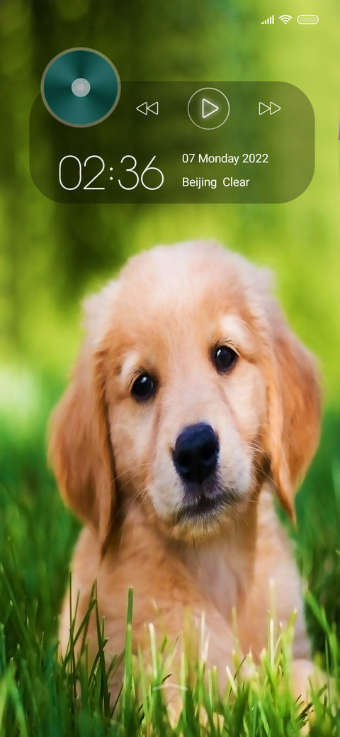 Puppy on preview