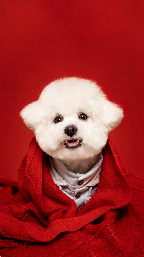 红毯中的萌犬 preview