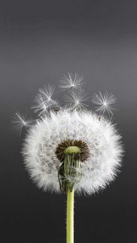 Dandelion in Black Background preview