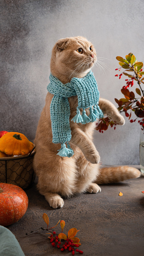 猫猫中的“和平大使” preview