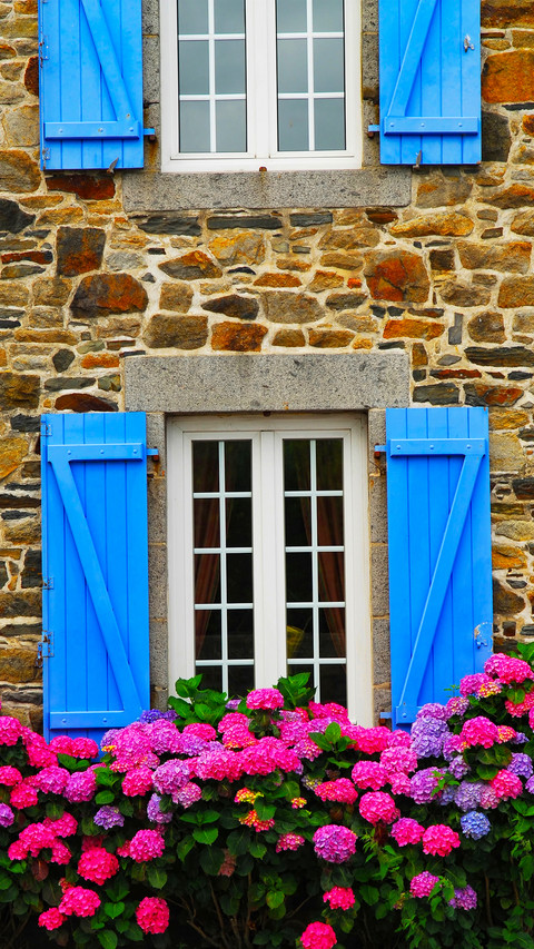 The flowers on the windowsill preview