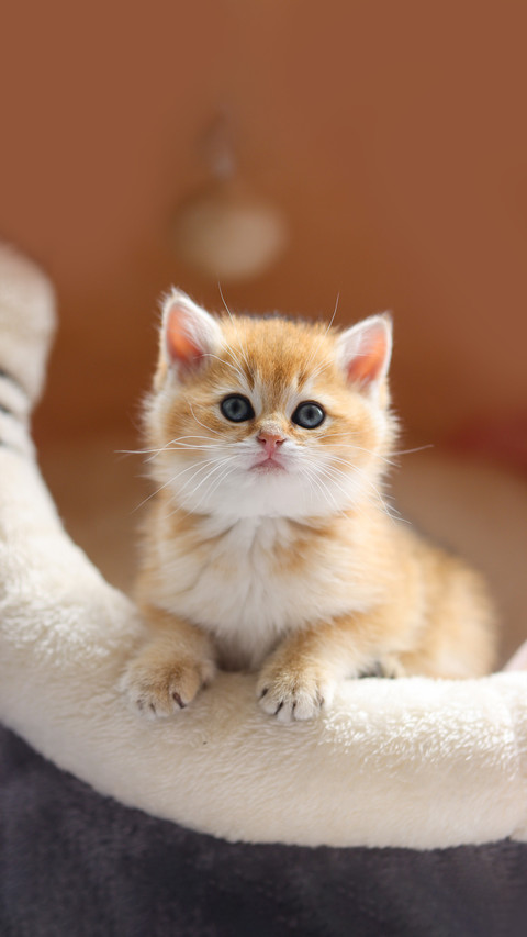 What to do if a cat loses its fur preview