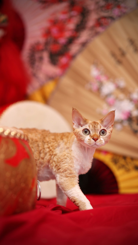 Cat Elf German Curly Cat 0 preview