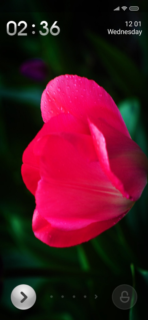 Tulips fi preview