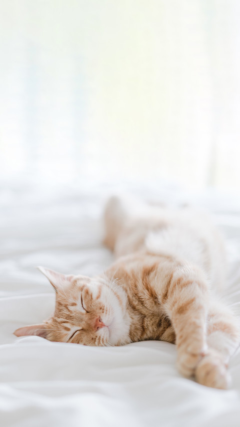 An orange cat is sleeping on the bed preview