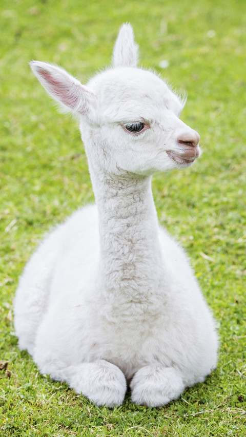 Cute Baby Alpaca preview