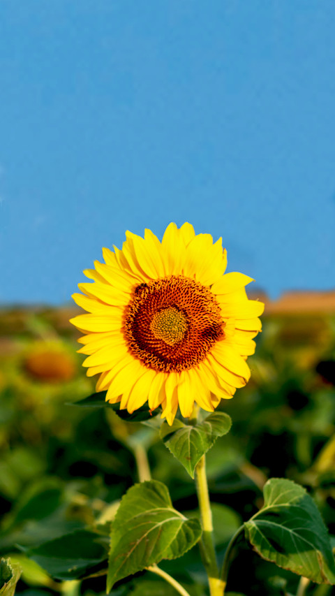 Blooming Flowers preview