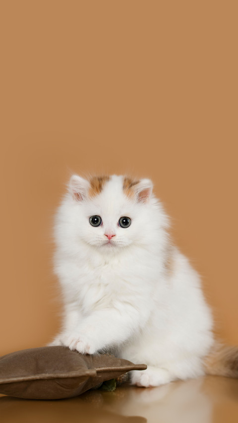 A Fluffy Gentle Kitten Sitting with A Brown Background preview