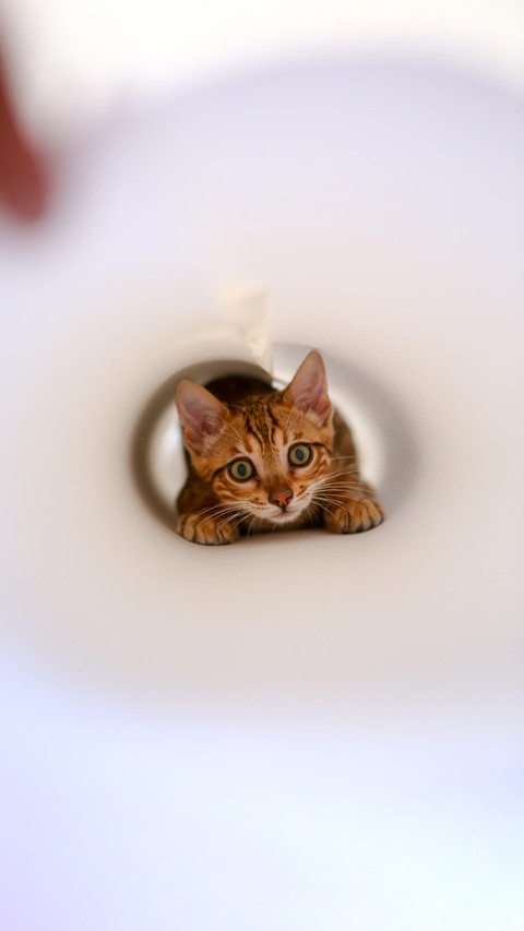 Cute Kitten Inside Paper Roll preview