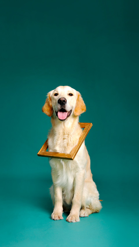 When choosing dog food dont just look at the price preview