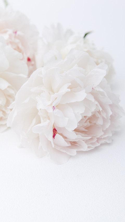 herbaceous peony preview