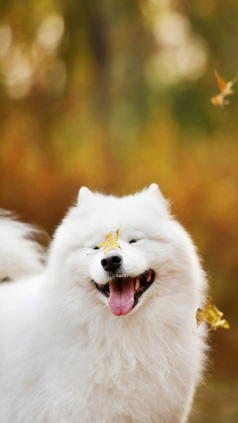 Rapid growth of pet industry market 64 preview