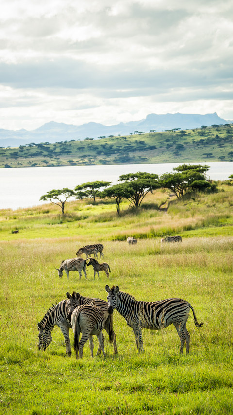 South african savanna preview
