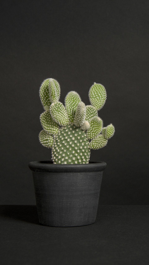 Plants that Reduce Indoor Humidity 6 preview