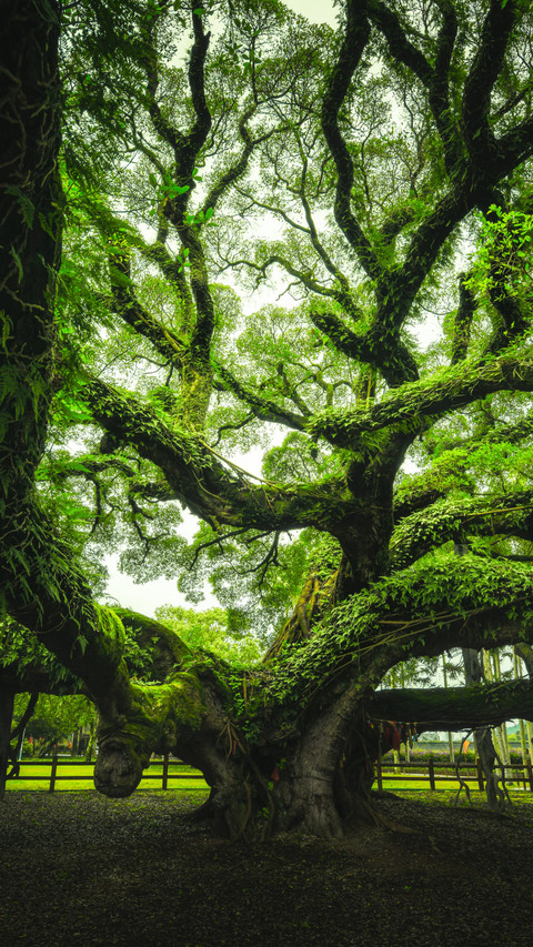 The ancient banyan tree has been blessed for a thousand preview