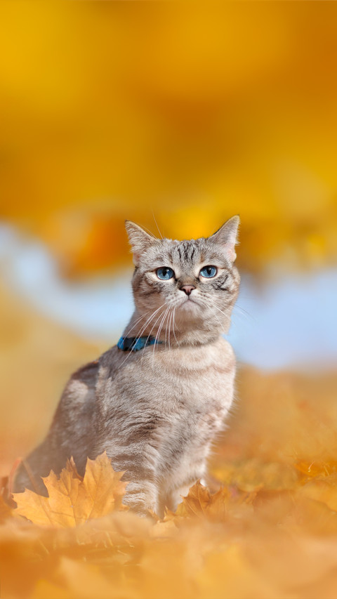 Tabby Kitten Sitting against The Sunny Autumn Park