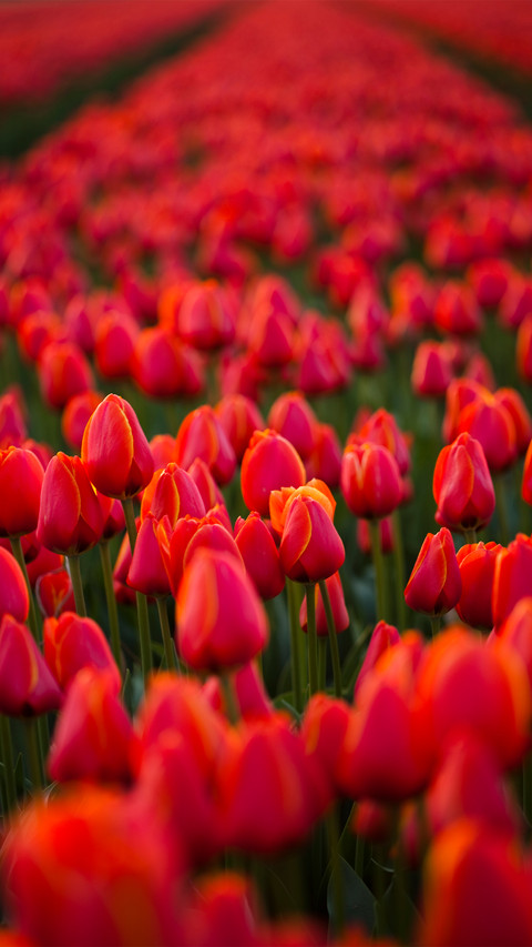 Magnificent flower fields preview