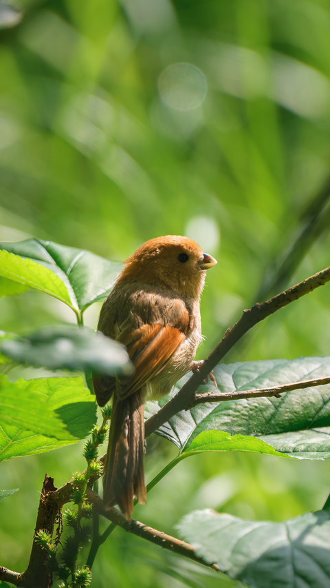 Brownheaded raven 2 preview