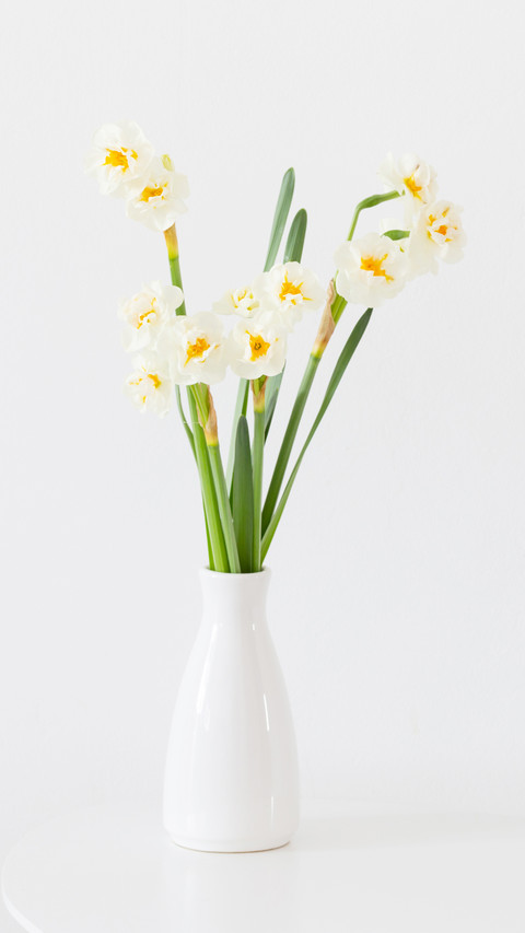 Daffodils in white vase on white background preview