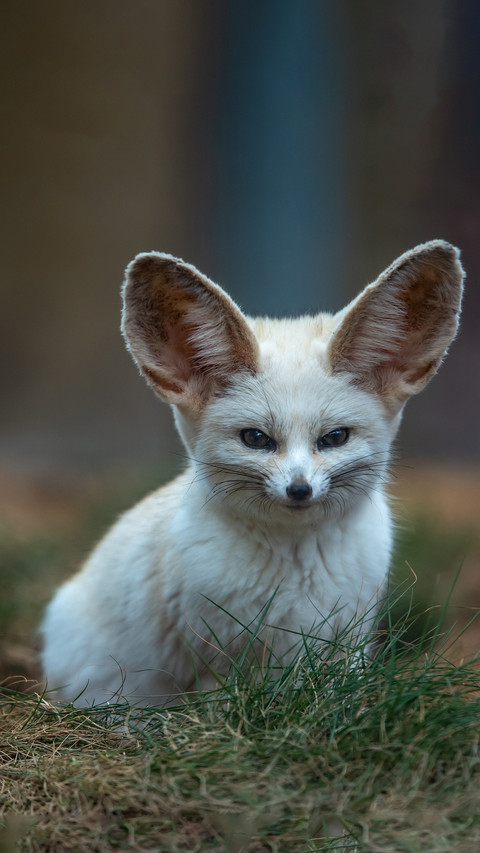 Cute ear fox preview