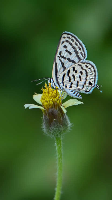 Butterfly by Rivu Gayen preview