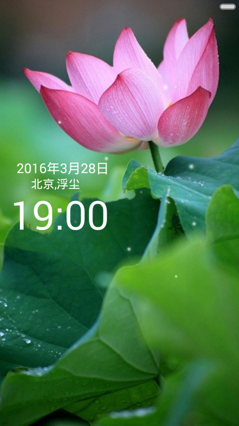 微山湖荷花（高清壁纸) preview