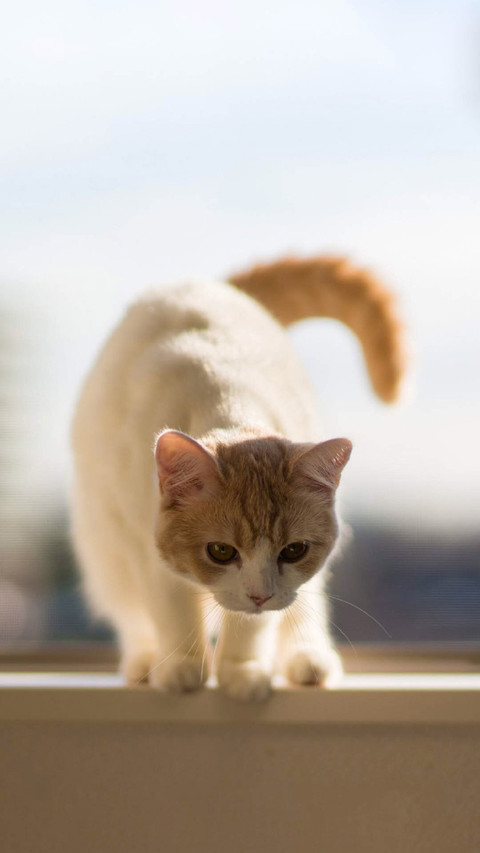 可爱软萌的猫咪 preview