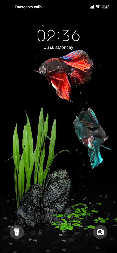 fighting fish preview