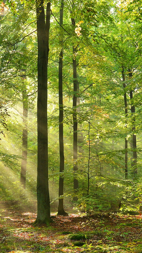 Forest Green Path preview