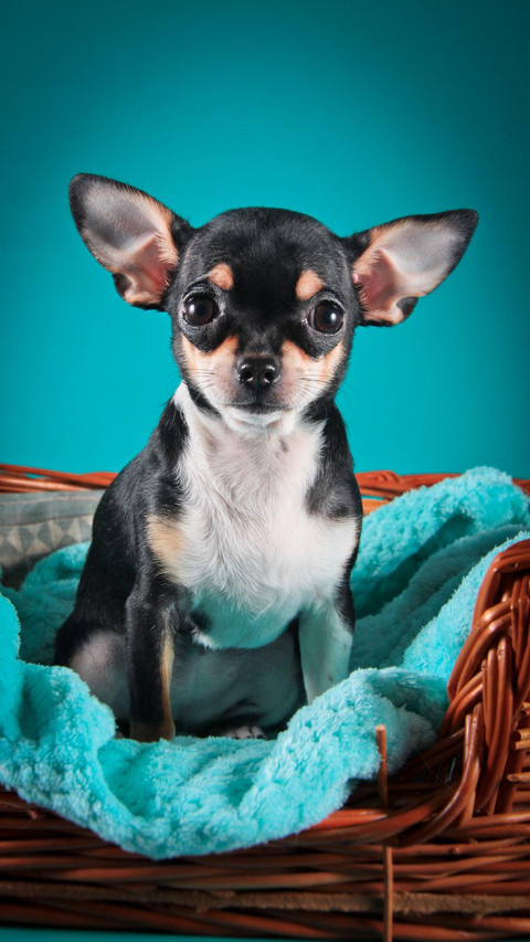 Dog19 preview