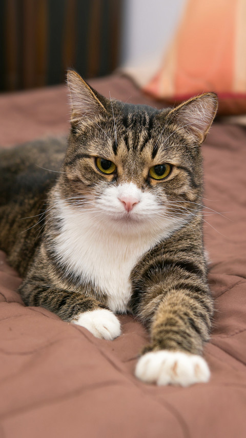 Judging a cats personality based on its fur color 5 preview