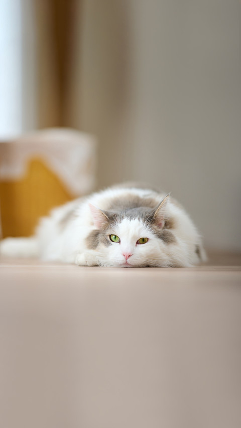 White cat relaxing on a wooden flooring at home preview