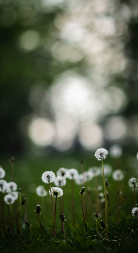 Nature HD - 2020-06-02T123800.372 preview