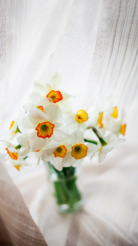 Beautiful bouquet of daffodils in glass vase preview