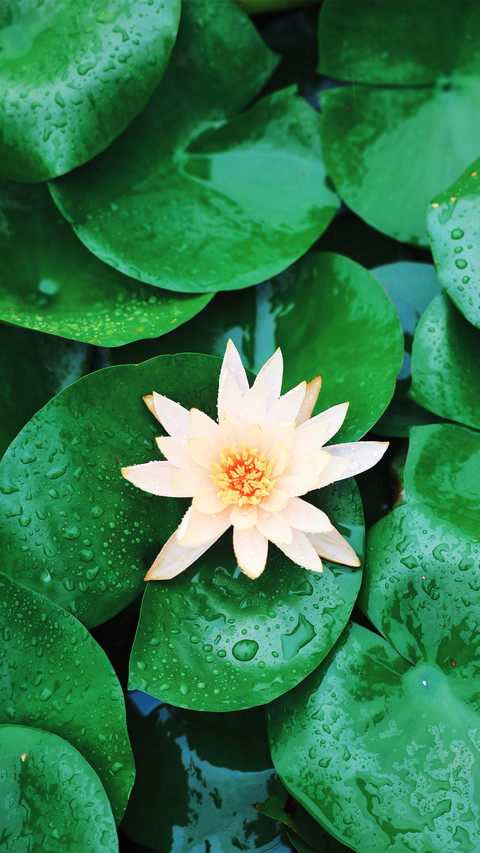 Pond on a rainy day preview