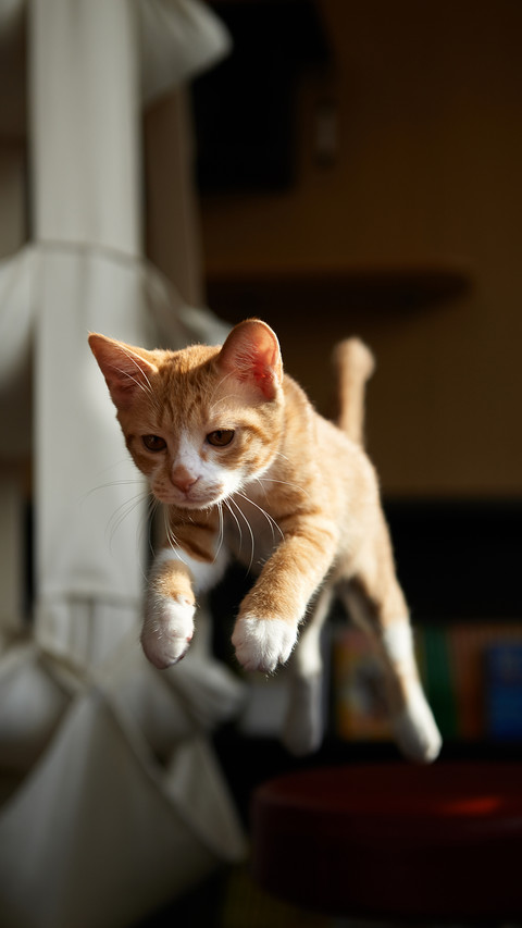 Misunderstood Cat Action 6 preview