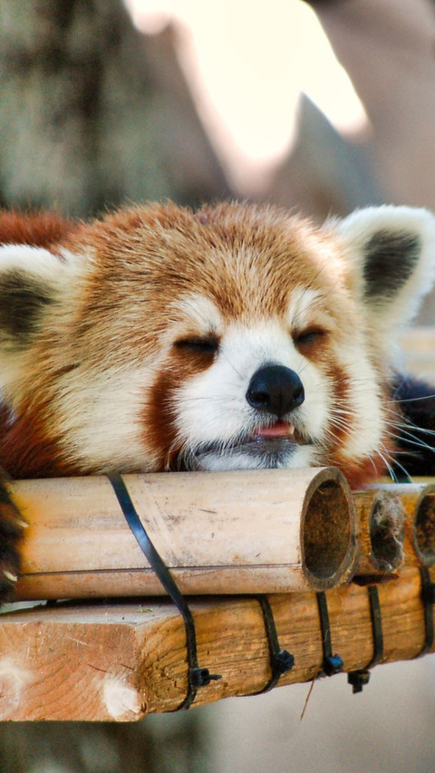 Ailurus fulgens (2) preview