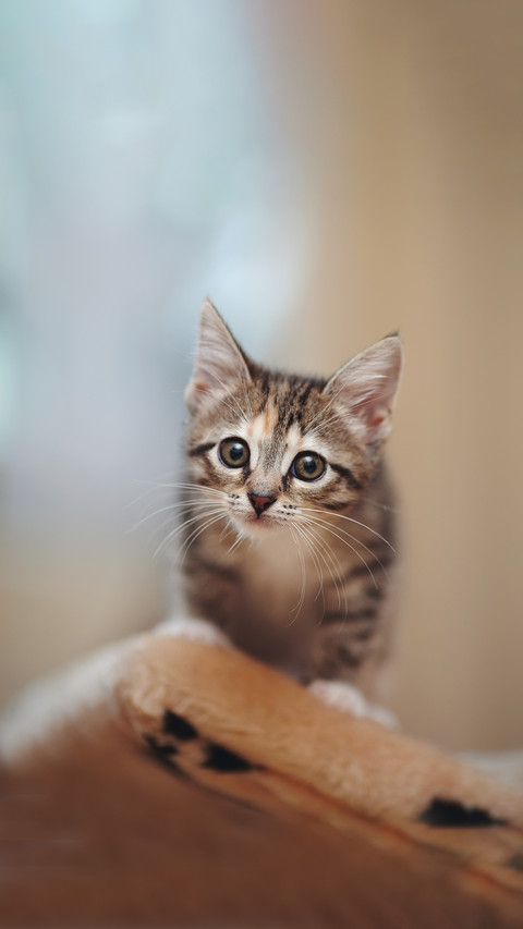 The striped nice kitten with white moustaches preview