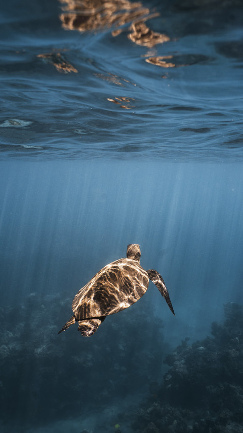 Sea Turtle under Water preview