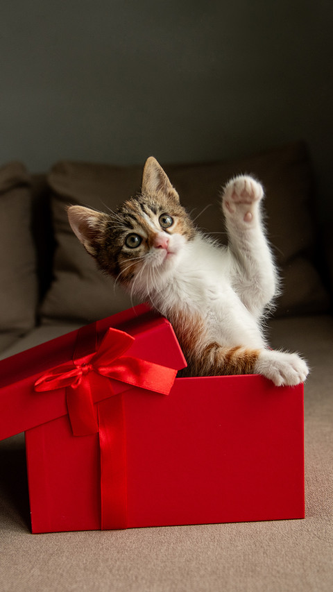 In the red gift box preview
