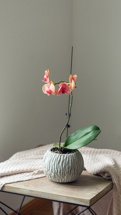 Unlock a new cultivation method for butterfly orchids preview