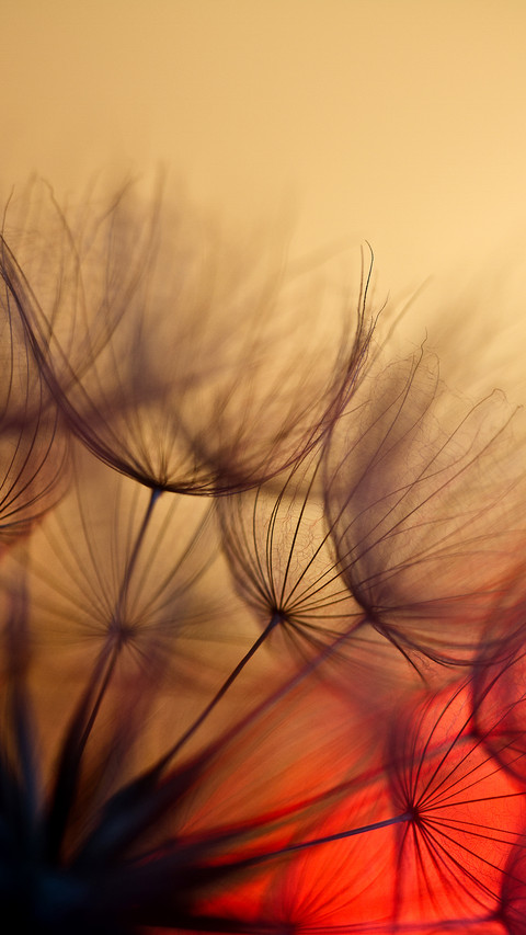 Abstract dandelion flower background preview