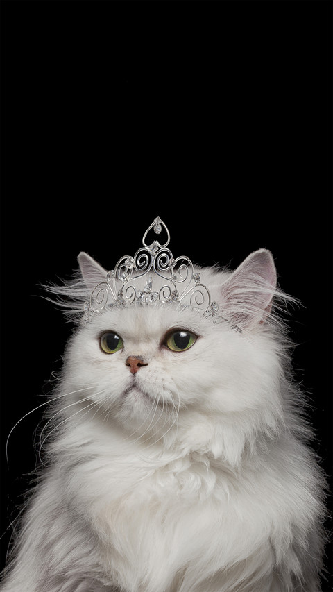 Top 10 most beautiful cats in the world 37 preview